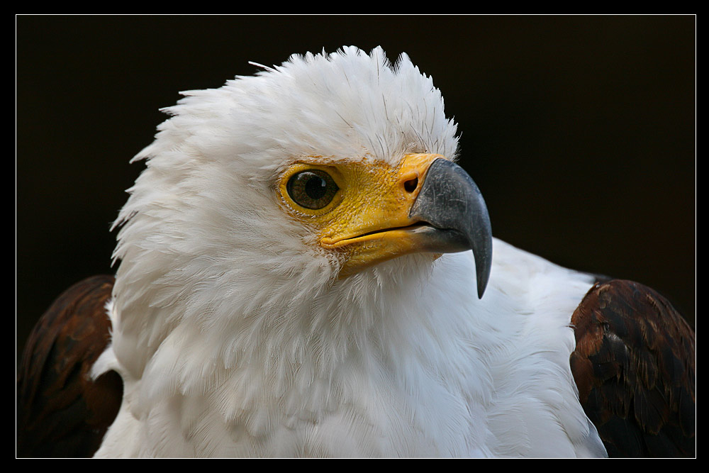 Weisskopfseeadler