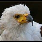 Weisskopfseeadler