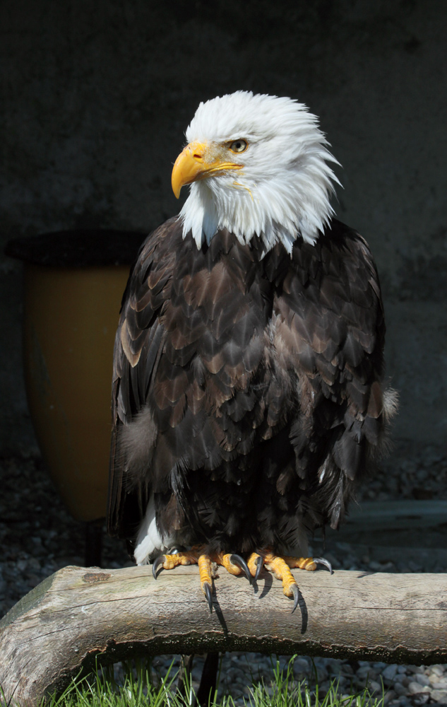 Weißkopfseeadler