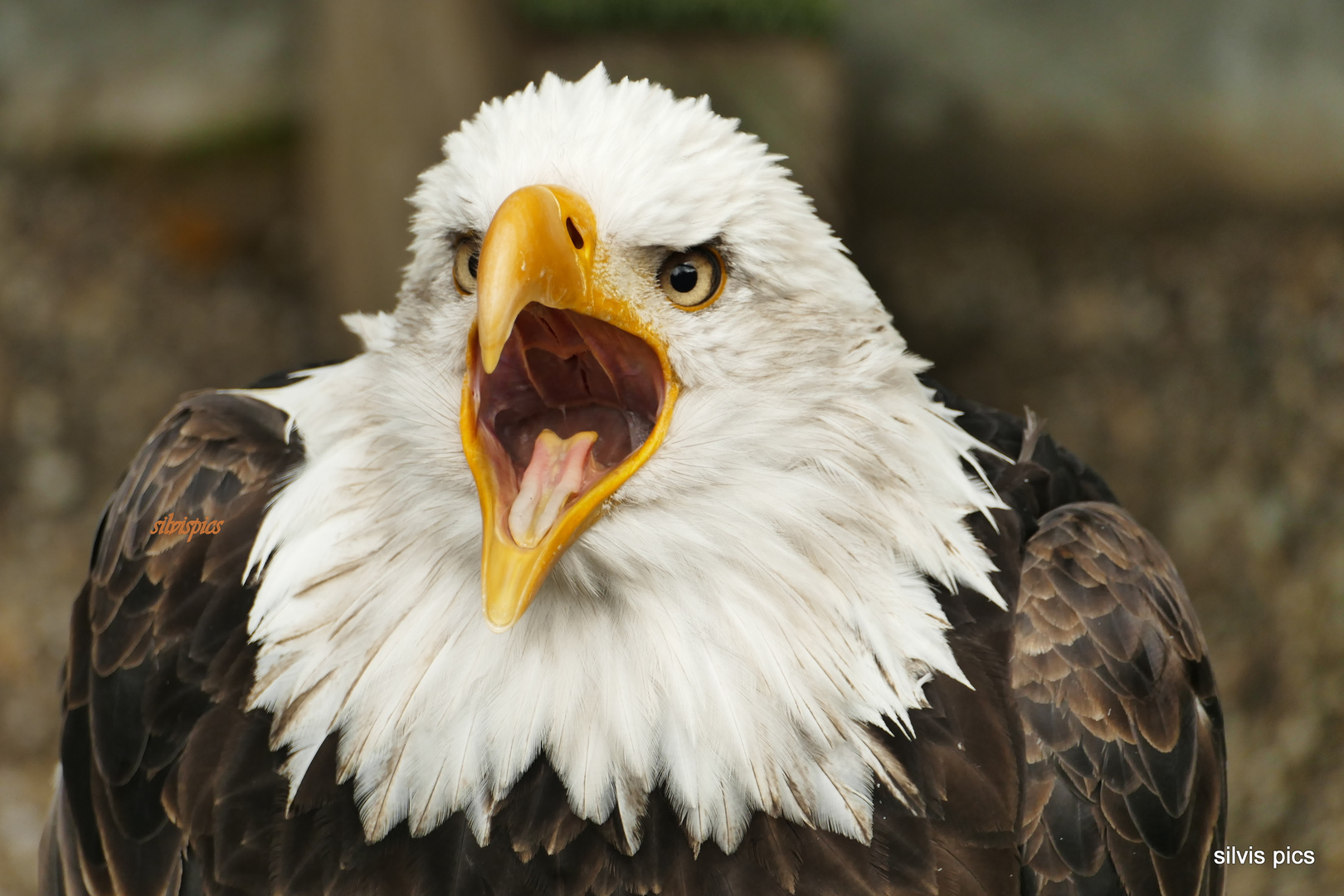 Weisskopfseeadler