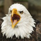 Weisskopfseeadler