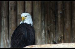 :: Weisskopfseeadler ::