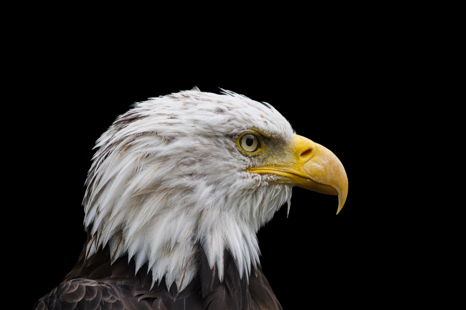 Weißkopfseeadler