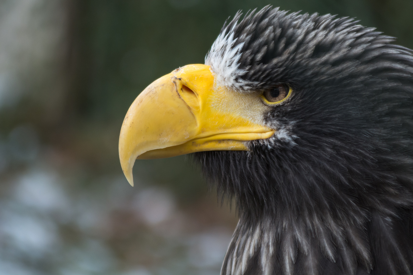 Weißkopfseeadler