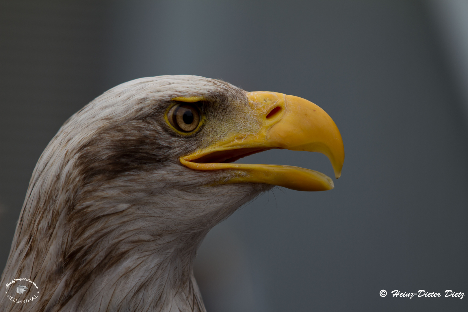 Weißkopfseeadler " Aika "