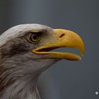 Weißkopfseeadler " Aika "