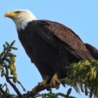 Weißkopfseeadler - Alaska