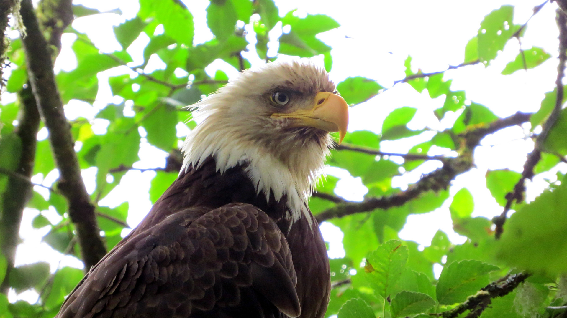 Weißkopfseeadler Alaska