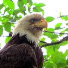 Weißkopfseeadler Alaska