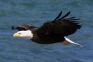 Weißkopfseeadler am McNeil River - Alaska von Baur Robert 