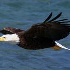 Weißkopfseeadler am McNeil River - Alaska