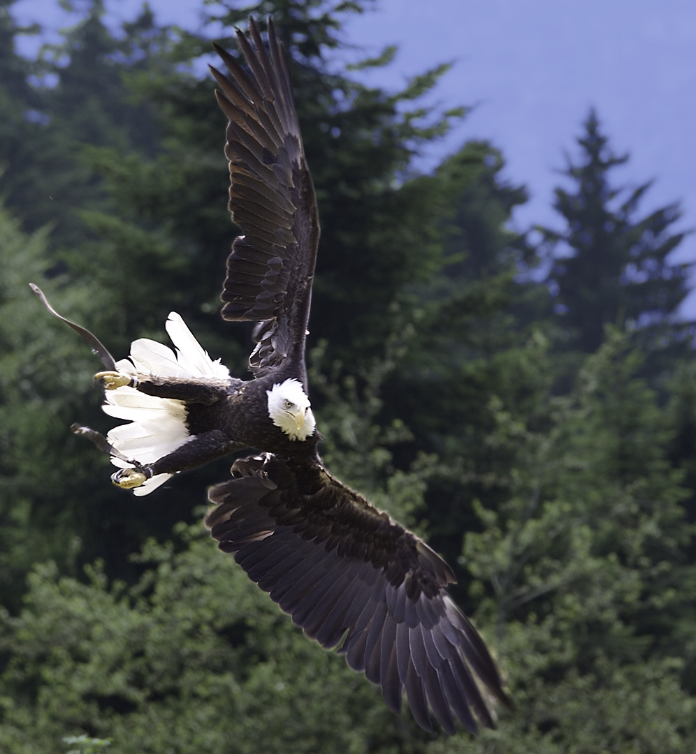 Weißkopfseeadler am Pfänder