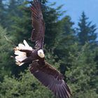 Weißkopfseeadler am Pfänder