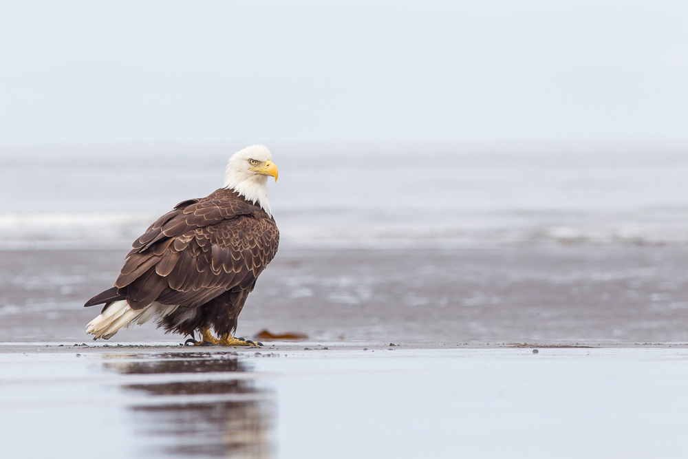 Weißkopfseeadler am Strand