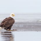 Weißkopfseeadler am Strand