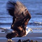 Weisskopfseeadler am Strand vor Alaska