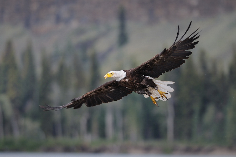 Weißkopfseeadler am Yukon