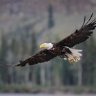 Weißkopfseeadler am Yukon