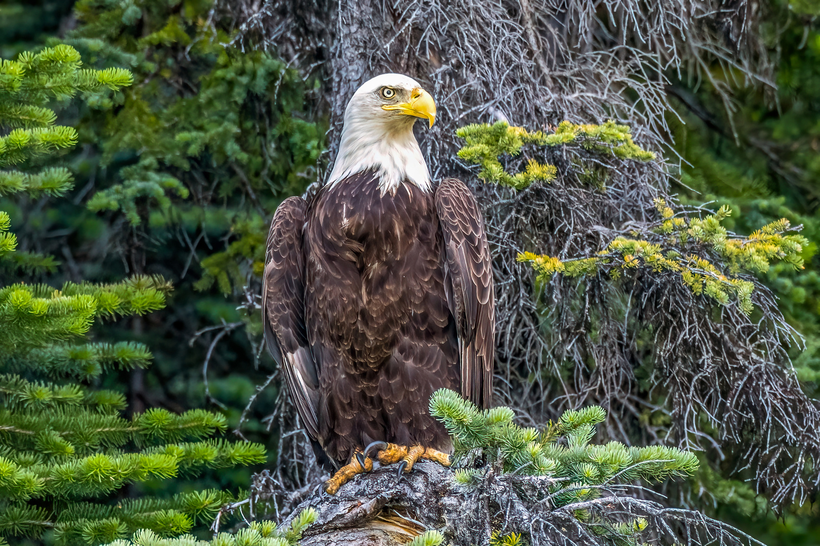  Weisskopfseeadler Atlin Lake Kanada