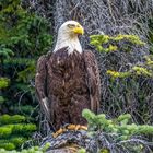  Weisskopfseeadler Atlin Lake Kanada