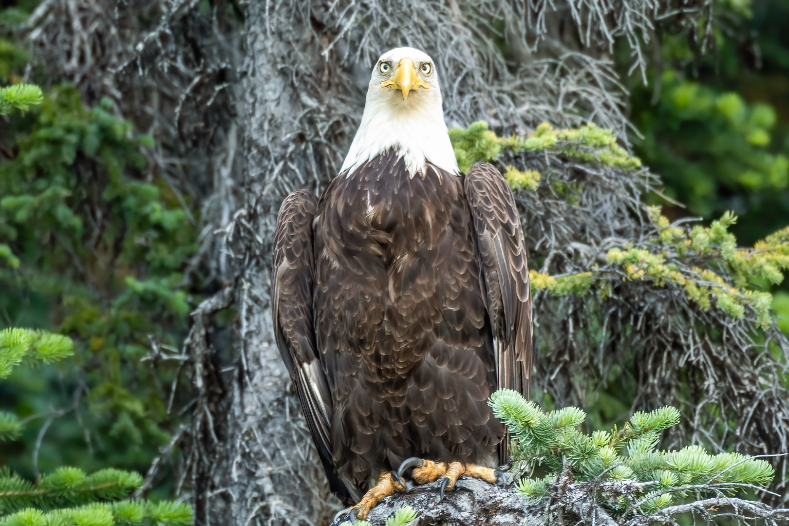  Weisskopfseeadler Atlin Lake Kanada