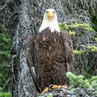  Weisskopfseeadler Atlin Lake Kanada