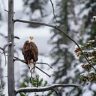 Weißkopfseeadler auf Ansitzwarte