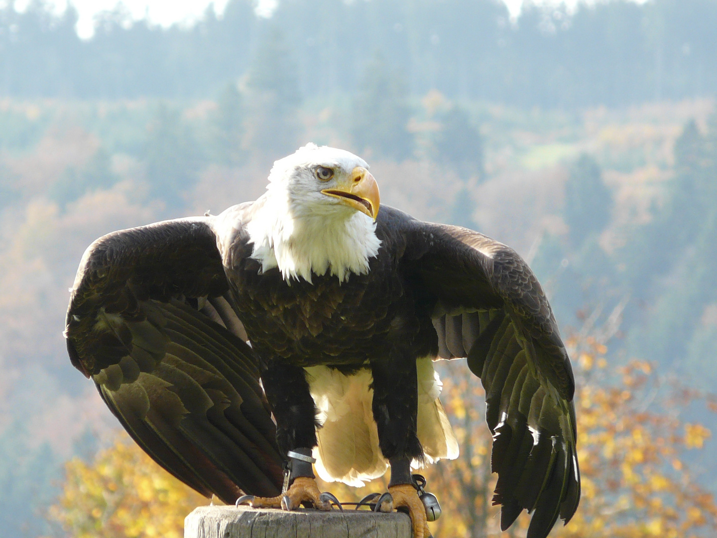 Weißkopfseeadler auf Beobachtungsposten