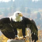 Weißkopfseeadler auf Beobachtungsposten