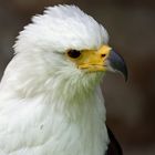 Weißkopfseeadler  auf Burg Guttenberg im Sommer 2013 ...