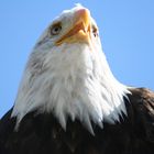 Weisskopfseeadler auf Burg Landskron