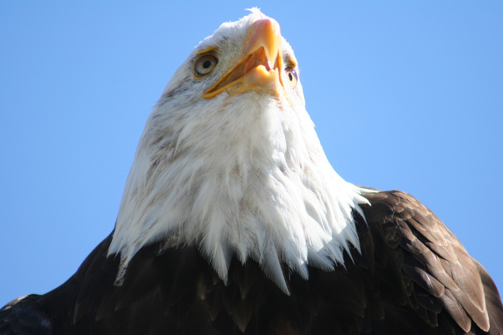 Weisskopfseeadler auf Burg Landskron