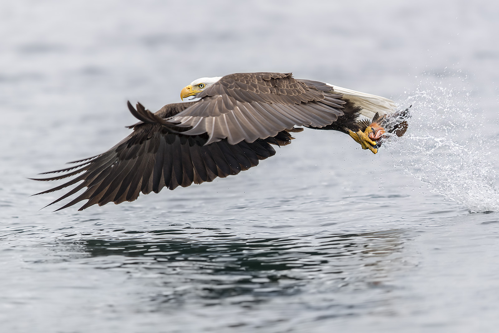 Weisskopfseeadler auf der Jagd