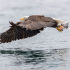 Weisskopfseeadler auf der Jagd