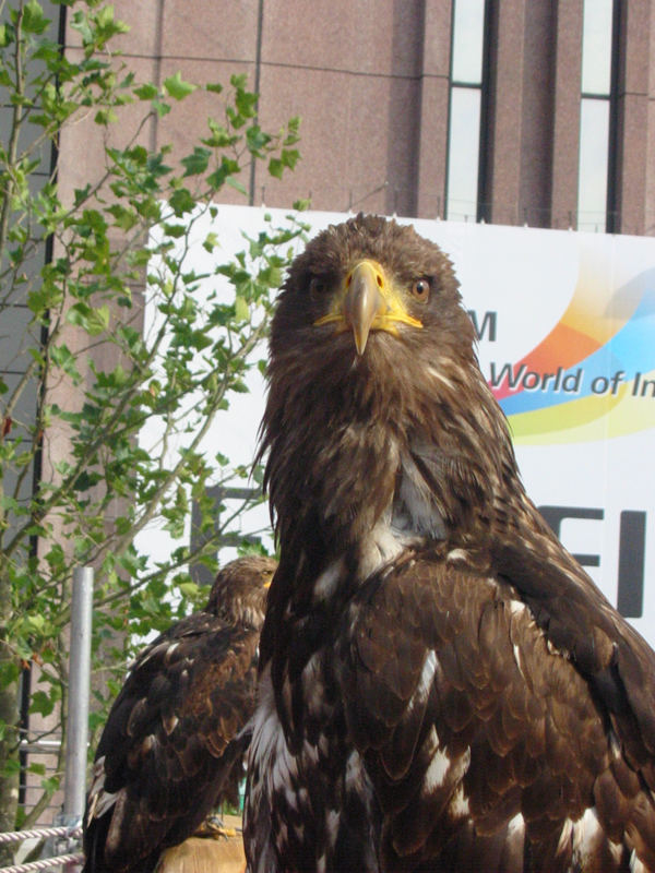 Weißkopfseeadler auf der Photokina 2006