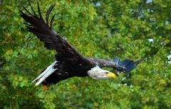 Weißkopfseeadler auf der Photokina-Flugshow