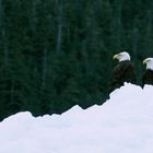 Weißkopfseeadler auf Eisberg