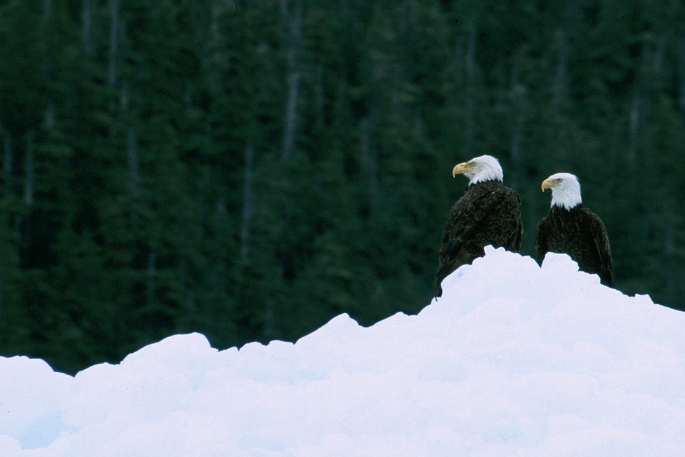 Weißkopfseeadler auf Eisberg