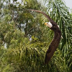 Weißkopfseeadler auf Teneriffa