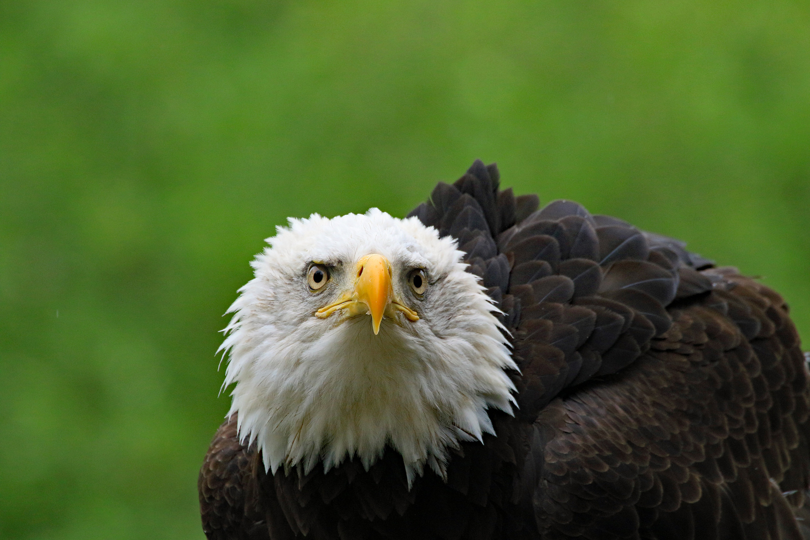 Weißkopfseeadler auf Vancouver Island