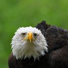 Weißkopfseeadler auf Vancouver Island