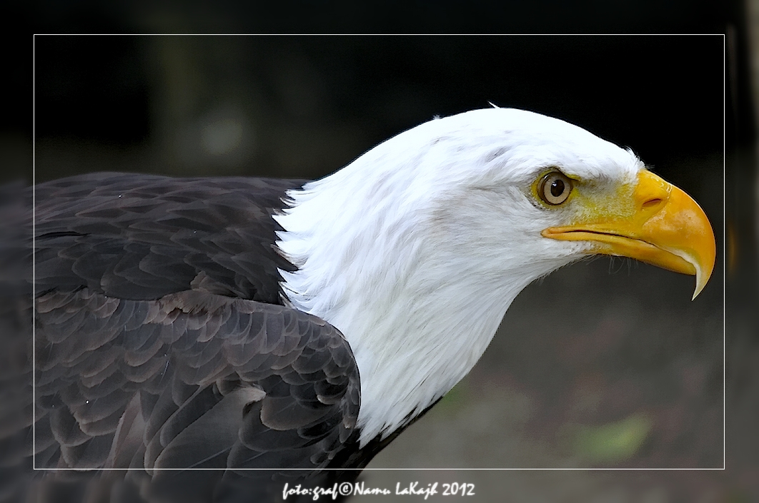 Weisskopfseeadler, Aufgenommen in Wildpark Schloss Tambach