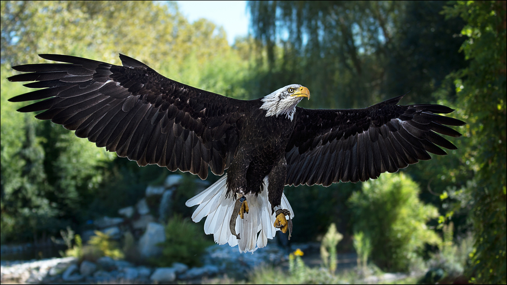 Weisskopfseeadler