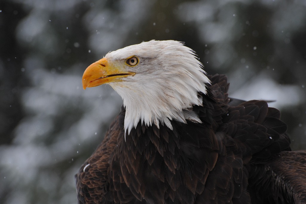 Weißkopfseeadler