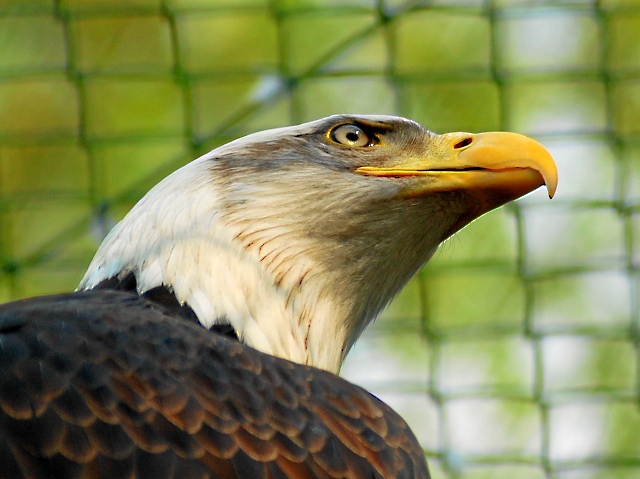 Weisskopfseeadler