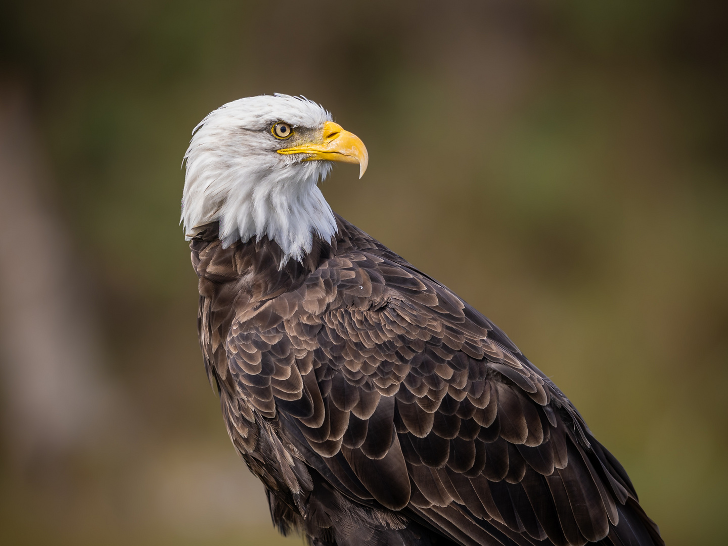 Weißkopfseeadler