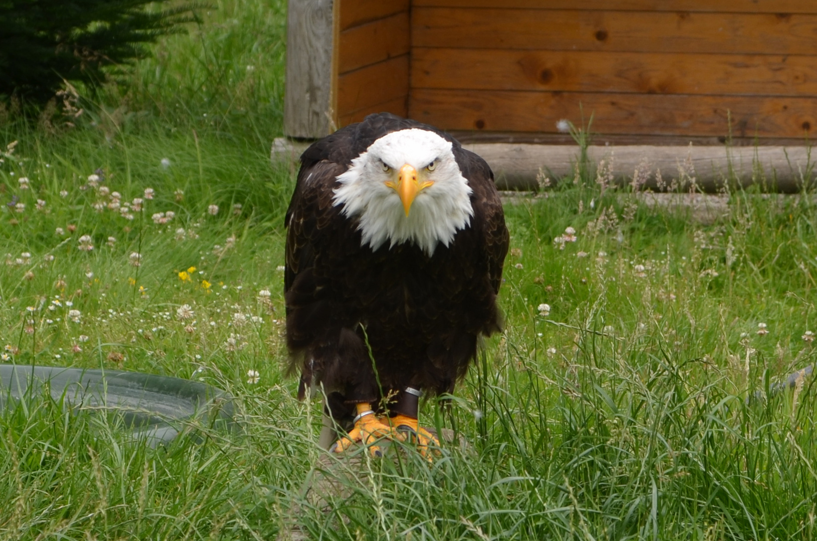 Weißkopfseeadler