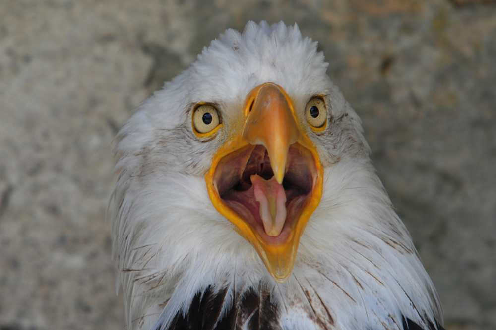 Weißkopfseeadler