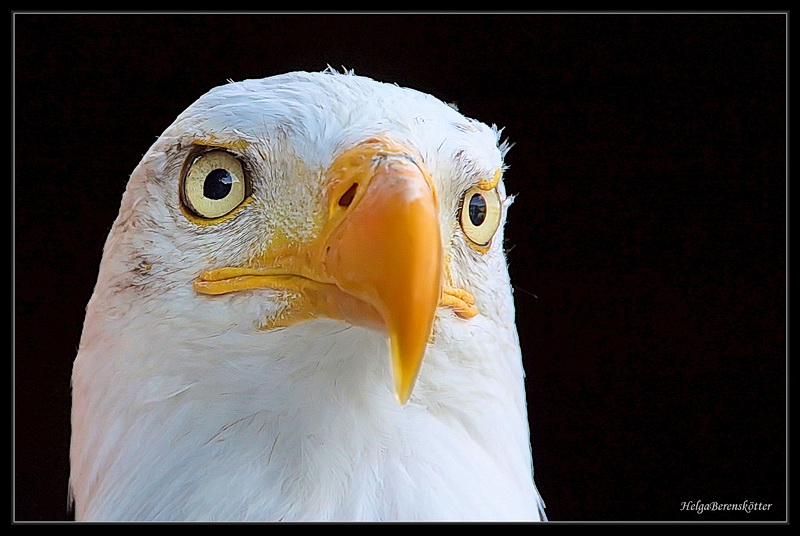 Weisskopfseeadler