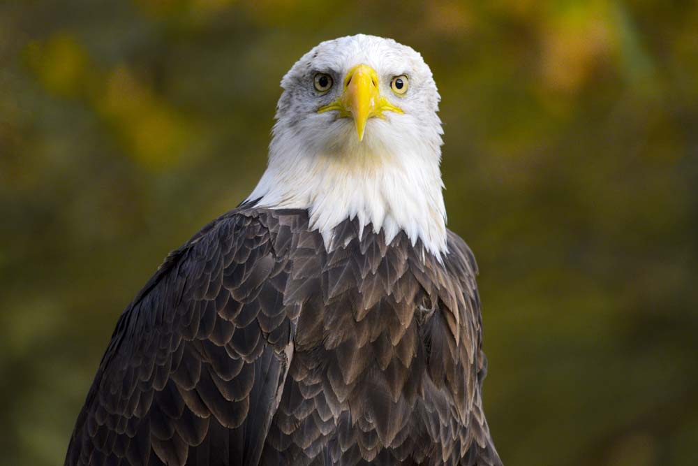 Weißkopfseeadler